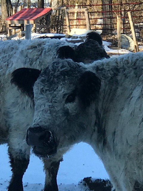 white galloway