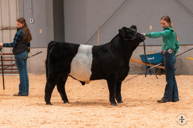 Casa Cattle Livin' On Love